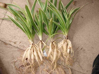 吊兰老是黄叶干尖,不如薅出来扔水盆里,一周生出一圈小吊兰!