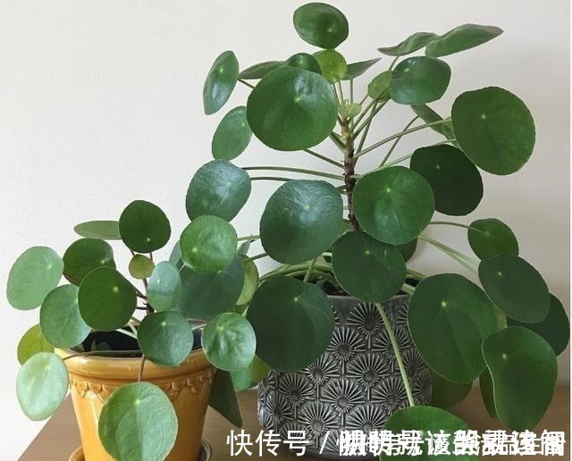 家里卫生间,就养6种花,吸潮气除异味,厕所变成“绿植园”!