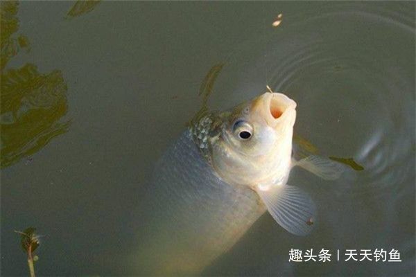适口性|三伏天钓鲫鱼,鱼口轻微,只需用这几招,鲫鱼连竿上,很过瘾