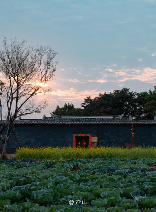 古厝油菜花，福州地铁直达的赏花佳处