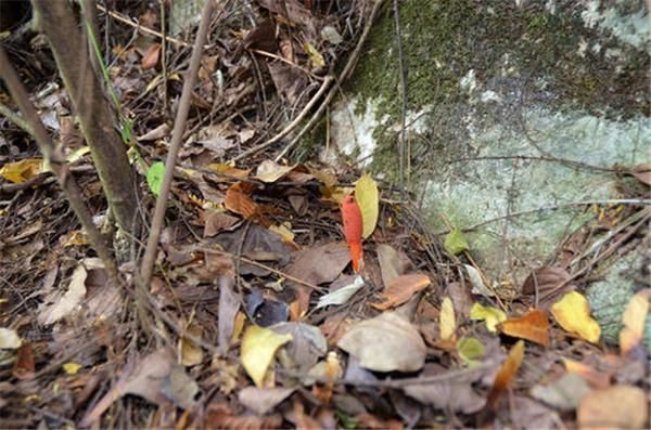 中华草本|常被误认有毒，如今不少人去采摘，一斤12元，农民太疯狂了