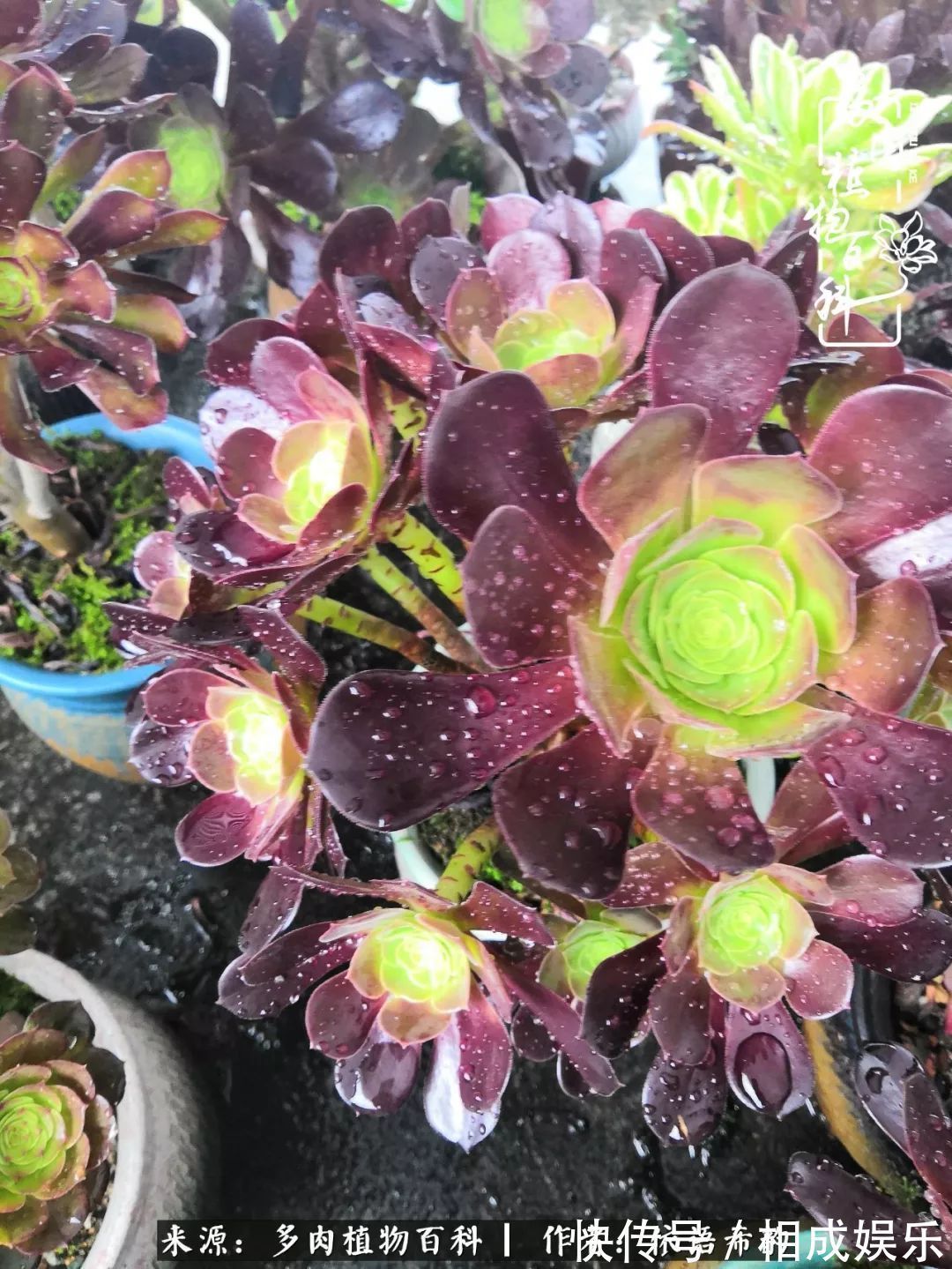 何以解忧,唯有多肉!目光所及,皆是喜欢!