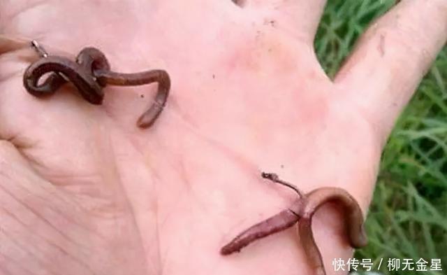 钓鱼用不完的蚯蚓,可以这样保存,都不用花钱再买了