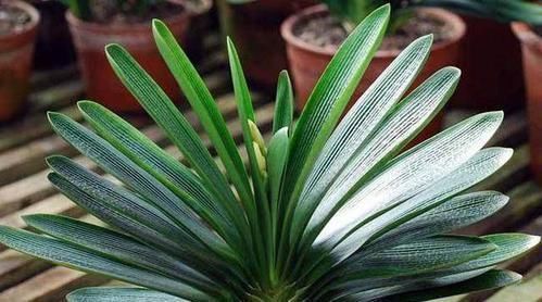 黄叶|新养的君子兰,教你一招,不黄叶,不烂根,花箭呼呼冒