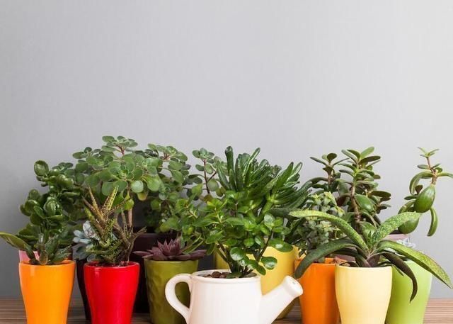 拿“开水”浇花真省事,花草长得旺,还能生花肥钱