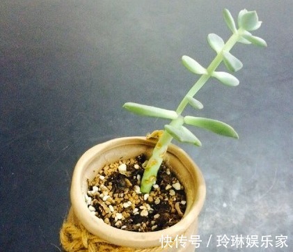 虹之玉锦|别人家和我家“多肉”对比图，能养得“丑”出境界的，真是辛苦了