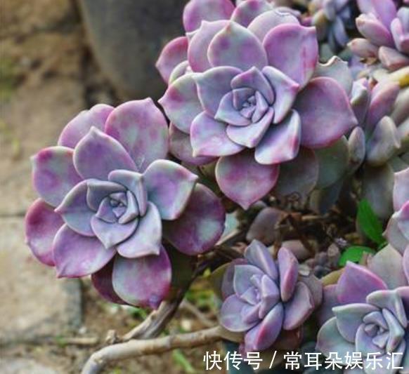 家里有个小阳台,摆上几盆多肉紫乐,颜色梦幻长成悬崖桩