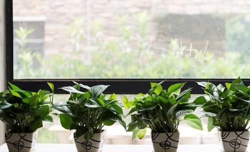 室内养花草总生虫怎么办?舍得做到“这点”,就不用搬出屋了