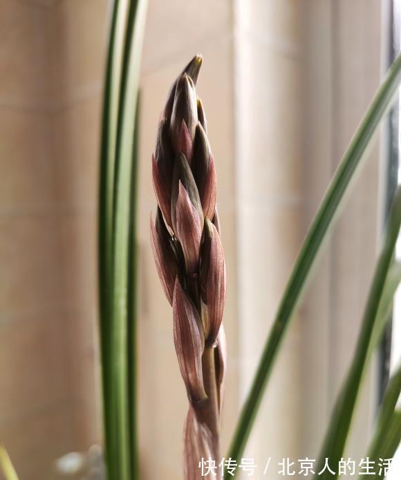 蕙兰|养“惠兰”最省心,30天浇次水,叶子绿油油,花期长达60天