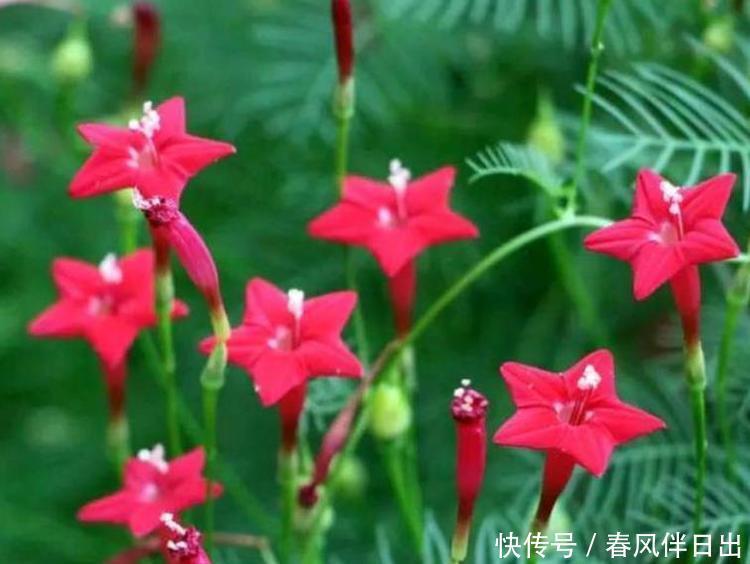 4种花自带福气好养活,浇水就疯长,开花爆盆