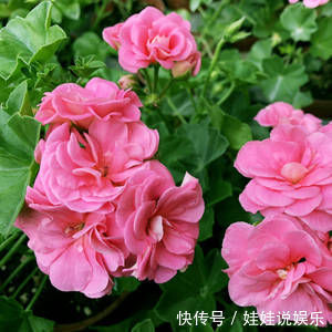 叶子|1种花,开花漂亮,花期长花量大,连叶子都有香味,值得拥有