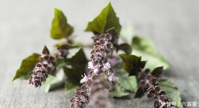 紫苏梅|农村的一种野草,孕妇吃安胎,放枕边助眠,泡水喝还能治感冒