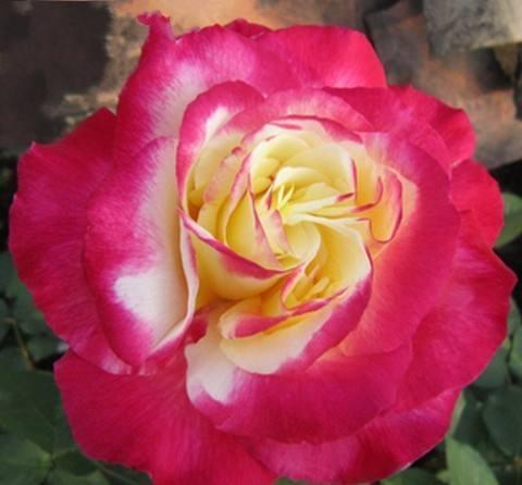 最值得入手的月季,红双喜