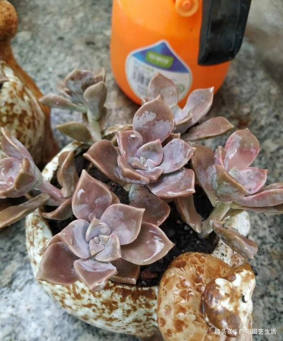 夏季买多肉,正确“上盆姿势”,千万别浇水,浇水必烂根黑腐
