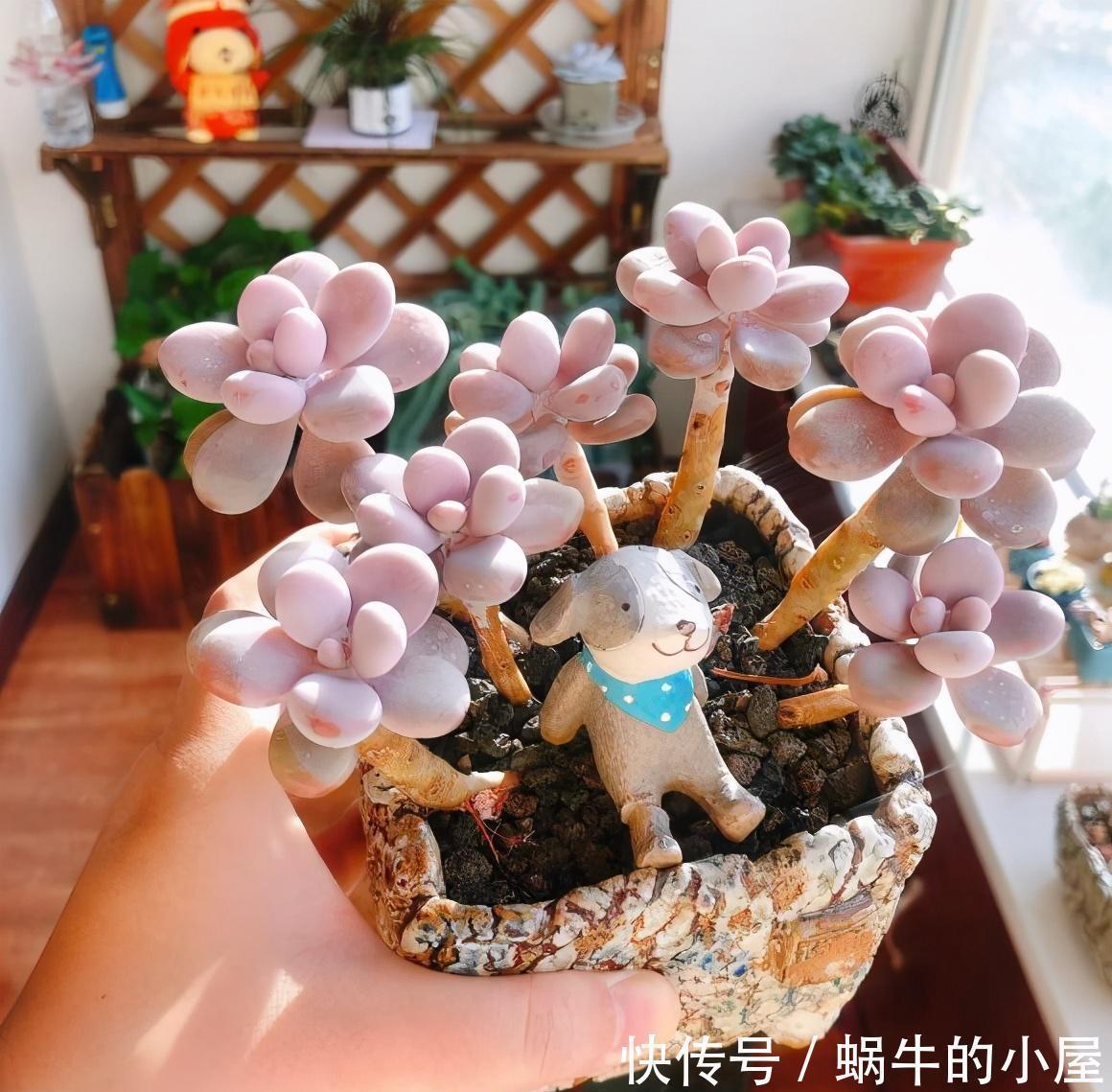 多肉|多肉“贵货”沦为大普货?注意2点,一样养成美美哒“桃蛋仙子”