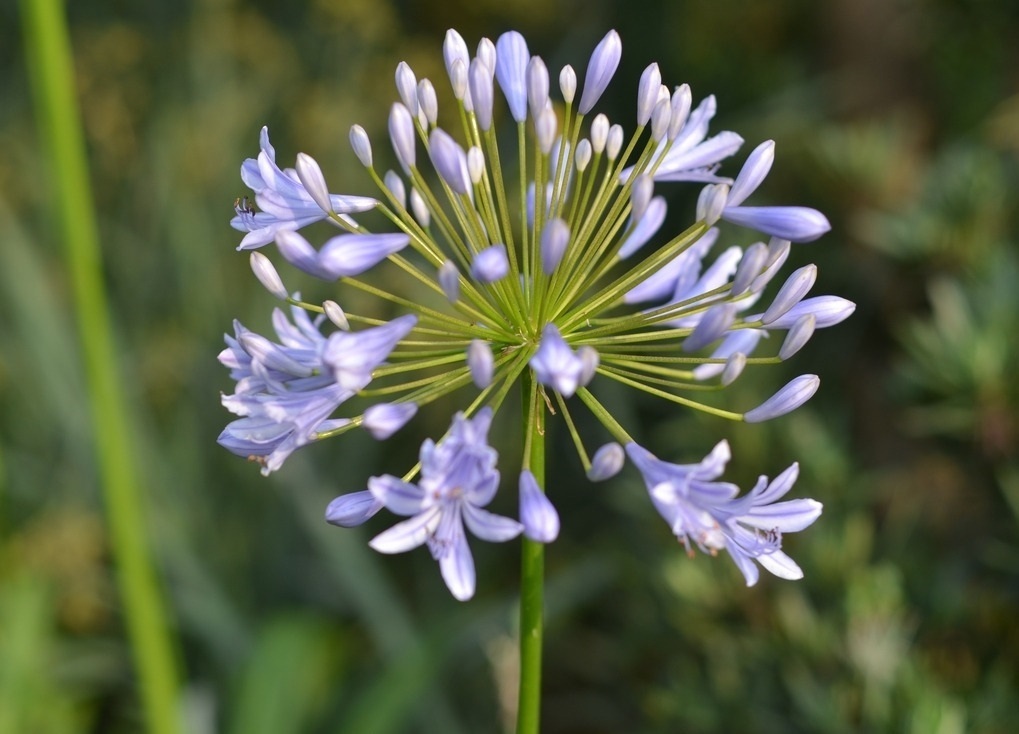 此花花型娇美,就像是满天的繁星一样,寓意着多子多福