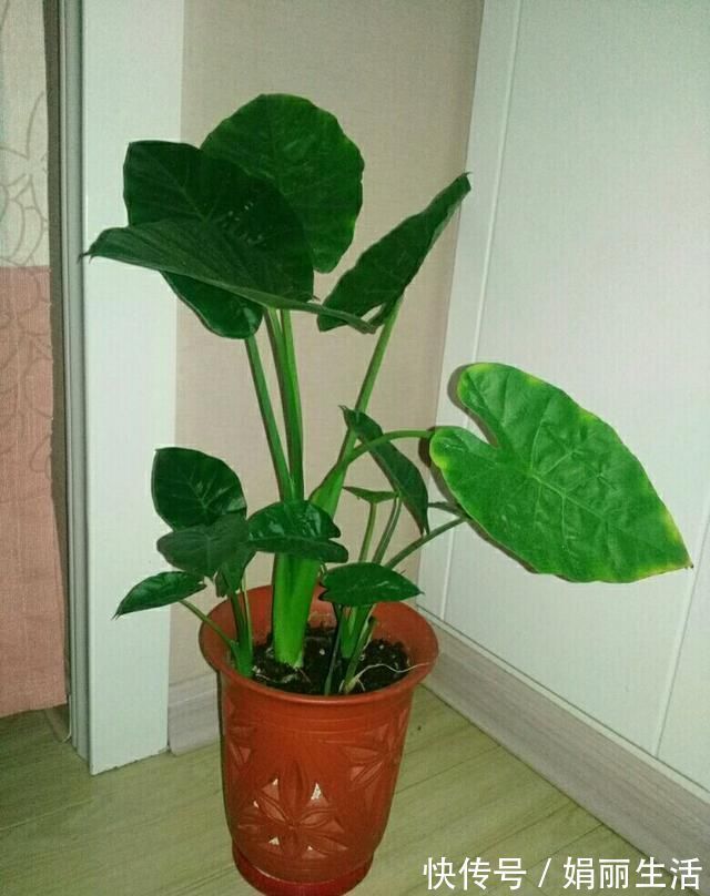 花友们|这种“养人”花,窗台客厅摆一盆,干干净净又杀菌