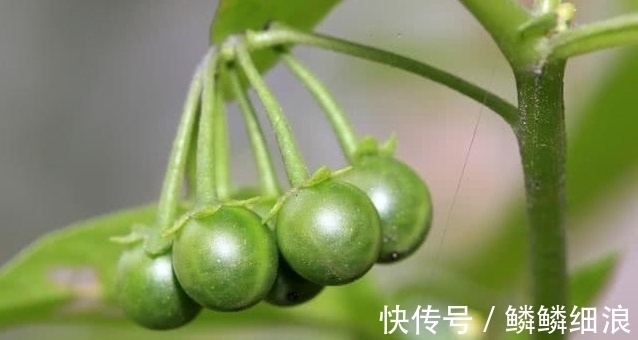 癌症|龙葵能用于治疗癌症吗?看看肿瘤科医生怎么说