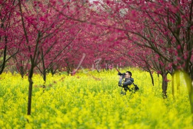 贵州黔西：春花烂漫迎客来