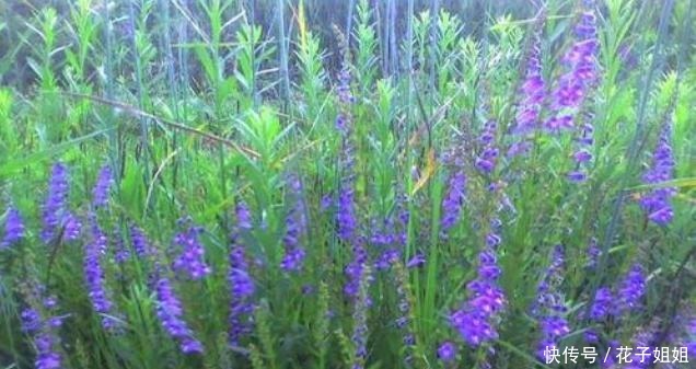 农村有一种植物它叫半枝莲,野地看到挖回家,养护简单开花美