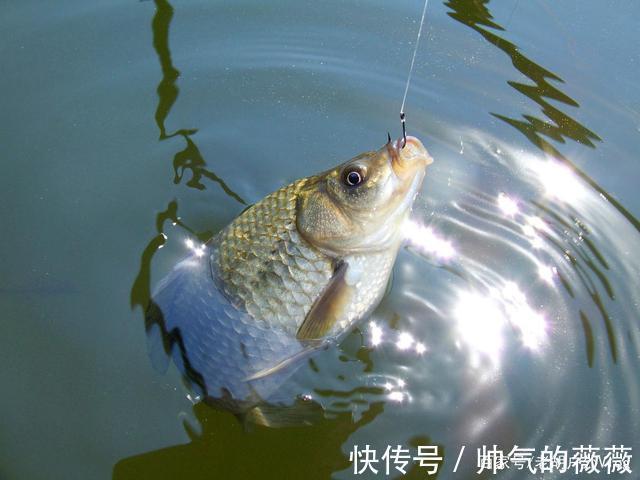 大板鲫|资深钓友都在用的“冬钓鲫”的秘诀，学会以后，大板鲫排队进窝！