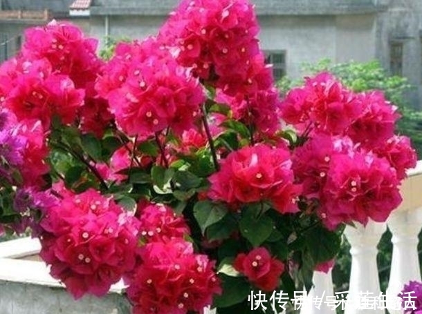 漂亮|这款花卉养在家里,金黄灿灿,寓意吉祥富贵,是漂亮又好养的花