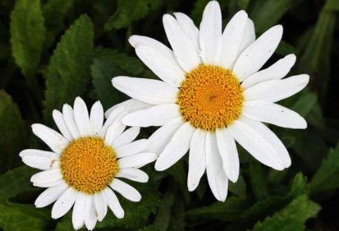 喜欢养菊花,不妨养盆菊中珍品,似雪中美人,凌寒傲放,艳丽多姿