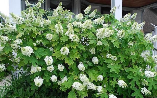 绣球花|托尼老师教您修剪绣球花,记住简单两点,拿剪刀的手再也不抖啦