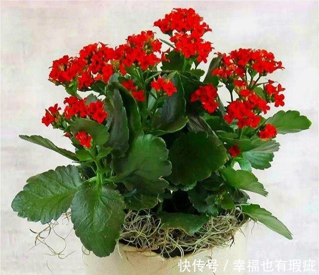 长寿花如何度过“夏难”早做1件事，避开3个坑，轻松开爆盆