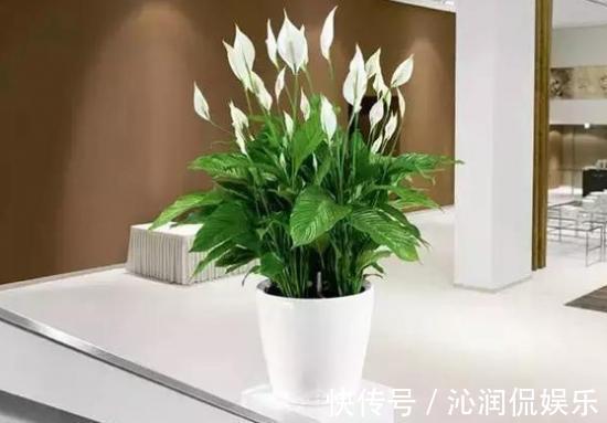 虫子|家里无论养啥花,提前做“3步”,以后虫子少、不烂根