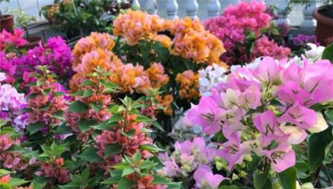 三角梅不开花,夏天“虐一虐”,花芽直冒,盆盆开满花