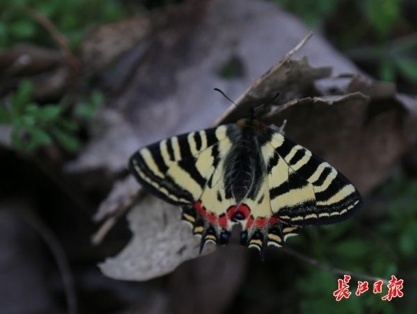 蝶友追踪4年拍摄“羽化成蝶”惊艳瞬间，武汉时隔20年发现珍稀蝶种