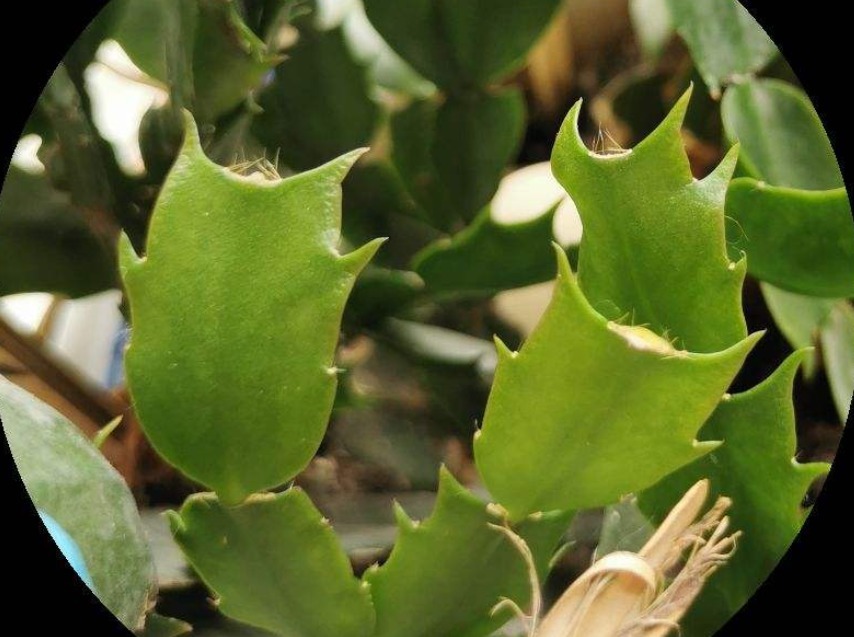 养护|蟹爪兰长出这种叶子，立马掰掉它，嗖嗖冒花苞！