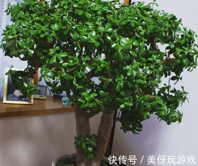 会不会养花看玉树就知道，叶片黄又软，都是步入了此几个误区