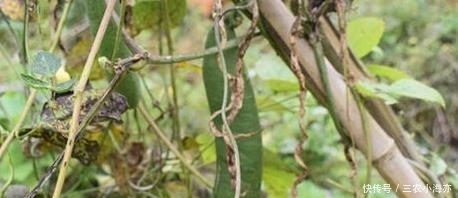  农村的稀罕蔬菜，好吃却没几个人懂做法，烂地里也没人采摘