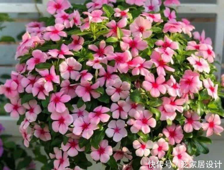 4种花超漂亮，个个美出状态，懒人新手都能养，美爆阳台！