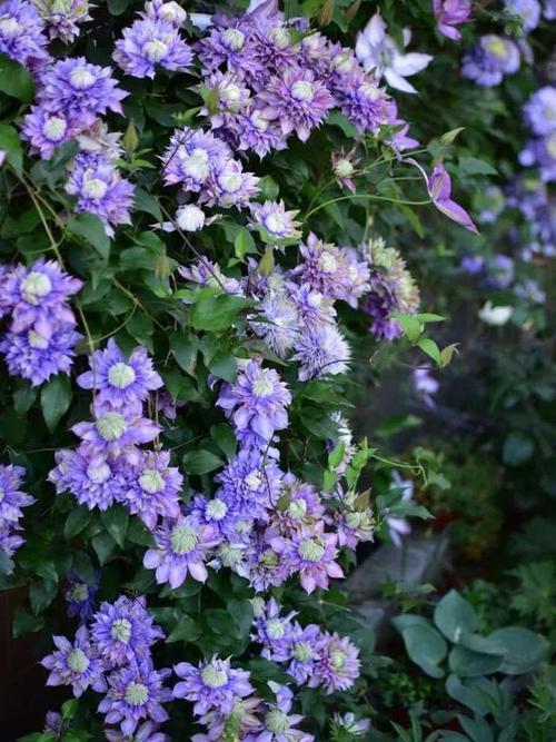 老妈养了5年的铁线莲，每年开春做好3件事，根系壮开花旺！