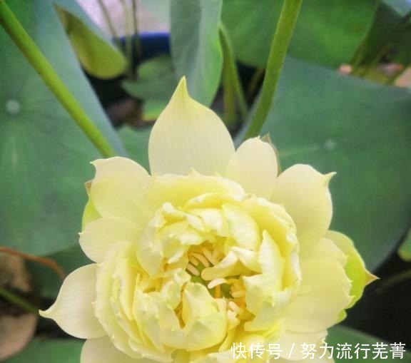 浇水|5种花就是“大水桶”，一天不浇水也不行，叶子很快就会干！