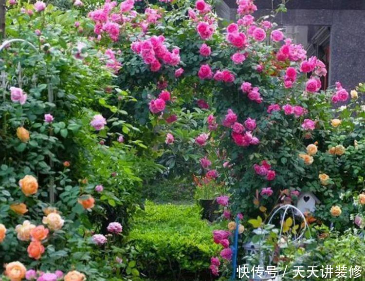 居家就养此款花卉,养在家里繁花似锦,清新脱俗,懒人最爱