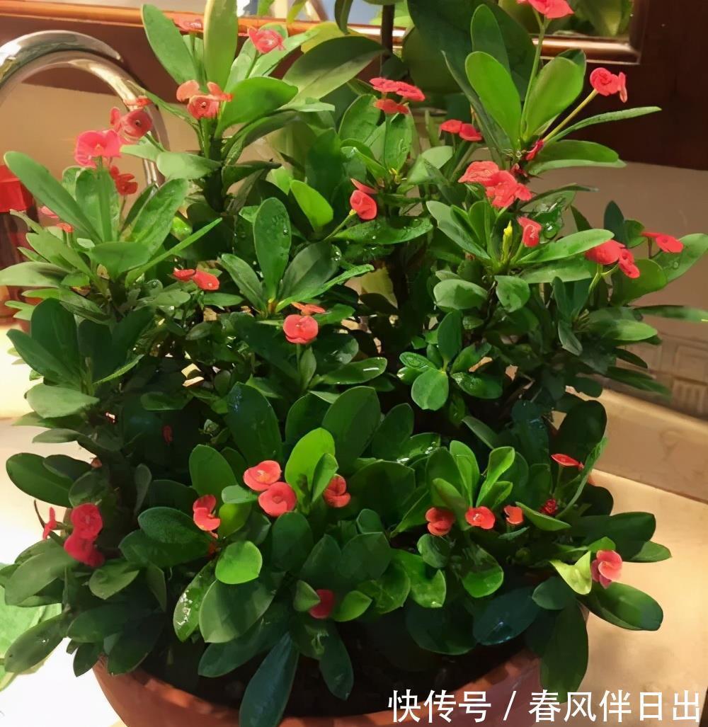 佳品|号称“开花机器”的4种漂亮花，养一盆赏花300天，是阳台盆栽佳品