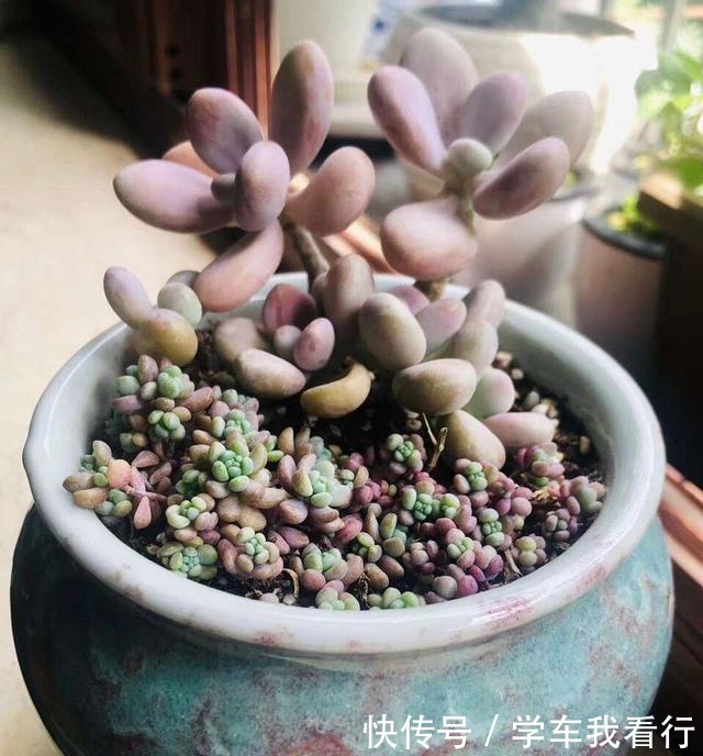 家家都有的塑料瓶,剪几刀变成养多肉“神器”,把玉露养得真水灵!