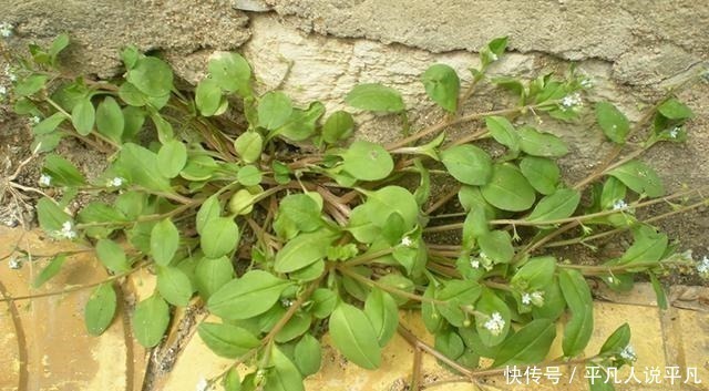 荠菜|农村1种“趴地菜”，如今60元一斤却没人种，以后见到别错过