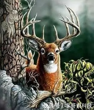 大脑|老年痴呆症测试:图中有多少鹿?你们能找到多少?我找了7个!