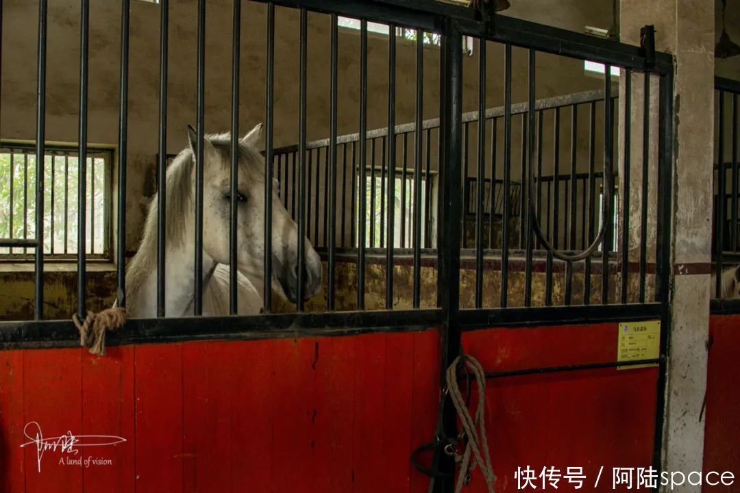 骑马|想体验骑马不一定要去内蒙古,在嘉兴南北湖就可以圆这个梦