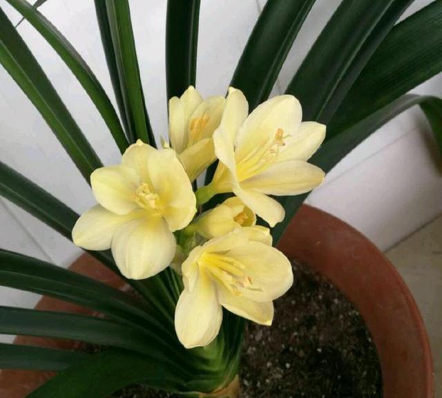 君子兰浇水4要点，掌握君子兰四季浇水技巧，开花爆盆不难