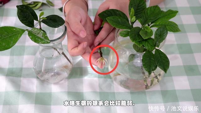 修剪|栀子花扦插很简单，修剪完的枝条不要扔，注意几点生根速度快