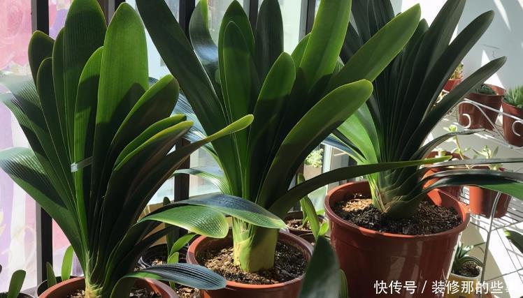 养花|羊粪当植料养花前,掌握住用量、发酵方法,养啥花都能旺