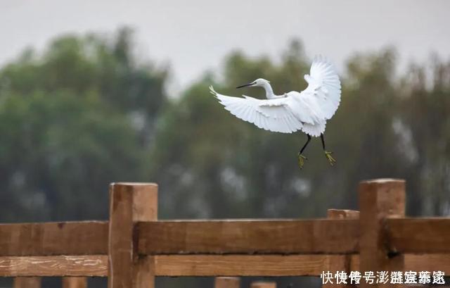 河畔|白鹭嬉戏，河畔斗舞！台儿庄运河湿地景色迷人，惹人醉！