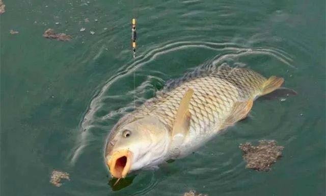 钓鱼空军不用愁，学会我这四种遛鱼技巧，遇到大鱼再不会切线了