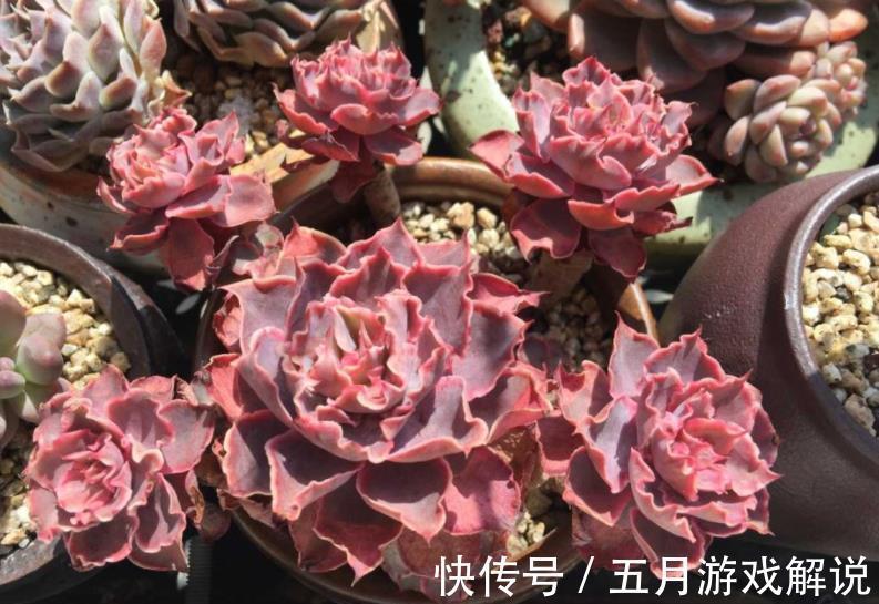 养多肉晚霞之舞,牢记掌握4个要点,叶片肥美自带仙气,美极了